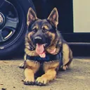 coyote_tactical