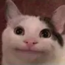beluga_cat9755 avatar