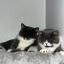 avatar Kurosaki Ichigo