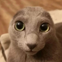 avatar shim ₍ᐢ. .ᐢ₎