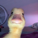 avatar ˢʰᵃᵏᵉˢᵖʰᵉʳᵉ