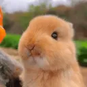 bunnyplayzytt