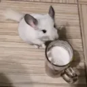 Аватар vladiator8257