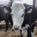 moocow001