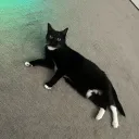 tux_cow1
