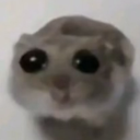 avatar ᵈⁱˢᶜᵒʳᵈ ᵏⁱᵗᵗᵉⁿ