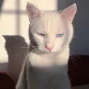 skshimon