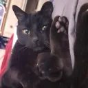 bigsisbio