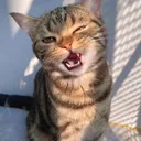beeox