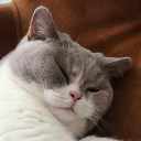 avatar CAT