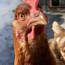 chickenmielfr