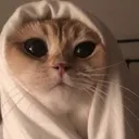 catbloxxer0300