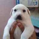soypck