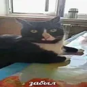 Аватар bombaqqq