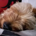 laflep's profile picture