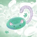 akako_shira