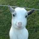 scapegoat2087