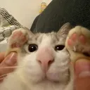 kaycat_