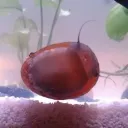 snailboikev