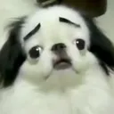 dawizardbeagle