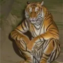 tigga_thelion