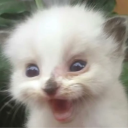 avatar cleoisamesstalaga