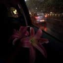 avatar ꜱᴇʟɪɴᴀఇ