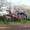 yellowbear1926