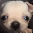lapraxlaprax avatar