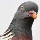 birbs_arent_real