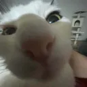 yr_xh