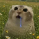 salvia_vt