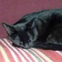 .ro_animatez
