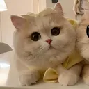 thekat1