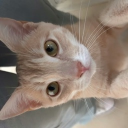 avatar 𝑰𝒃𝒂𝒓𝒓𝒂 🐉