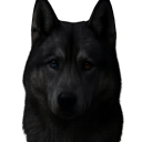 avatar 𐍀𐌰𐌱𐌴𐍂𐍊𐍁Ⲋ