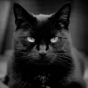 blackcat0437