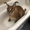 pokehoney