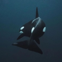 avatar zAlexa ྀི