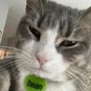 magzieyt avatar