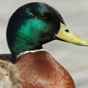 avatar مشمش أفندي