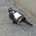 kalisop