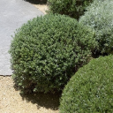 avatar A random bush