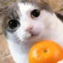 razzorangestar