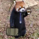 .red_panda.