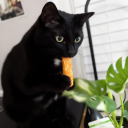 avatar 𝓗𝓲𝓷𝓪𝓴𝓸