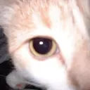 pwzs