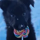 .dripz.