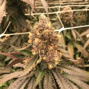 smoke420
