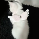 avatar lulu 🐈‍⬛